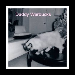 daddy warbucks cat